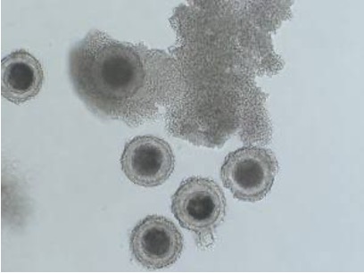 image00611 image00611